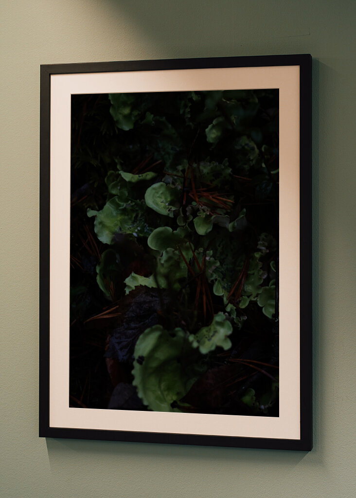 En frodig undervegetation