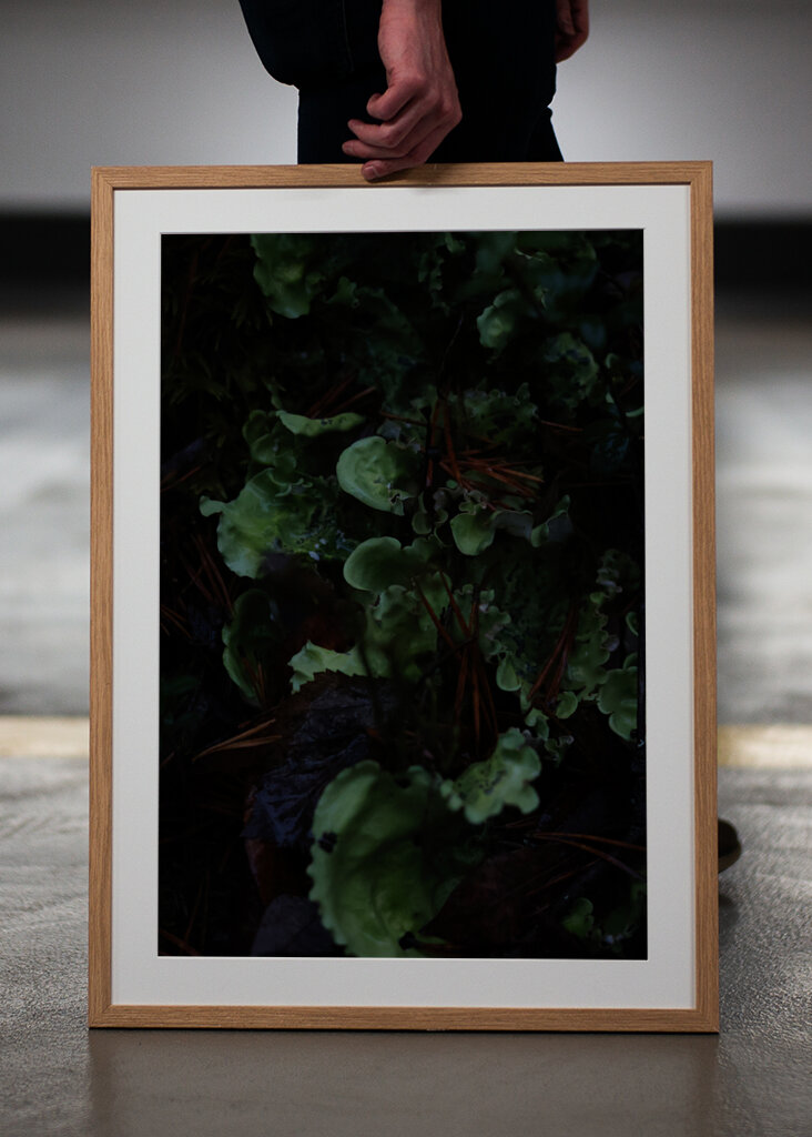 En frodig undervegetation