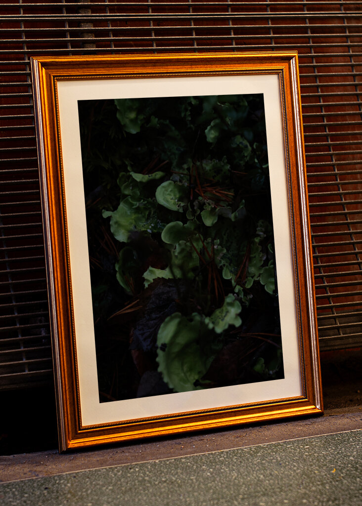 En frodig undervegetation