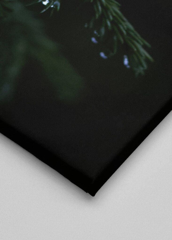  Regndråber på fyrrenåle