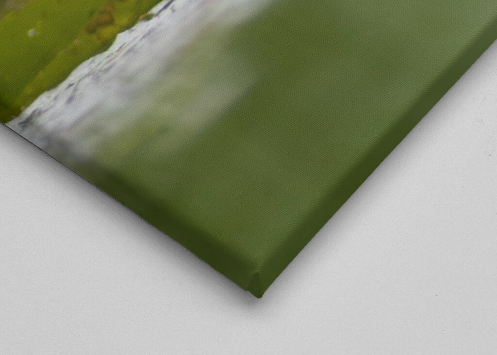 Sereniteit in bloei: de weerspiegeling van een waterlelie