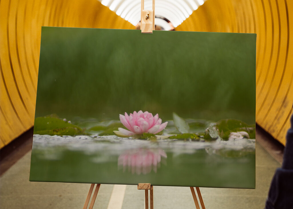 Sereniteit in bloei: de weerspiegeling van een waterlelie