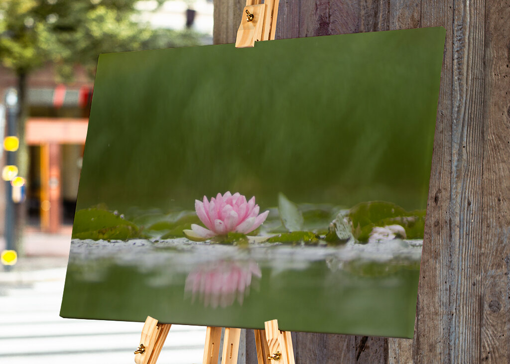 Sereniteit in bloei: de weerspiegeling van een waterlelie
