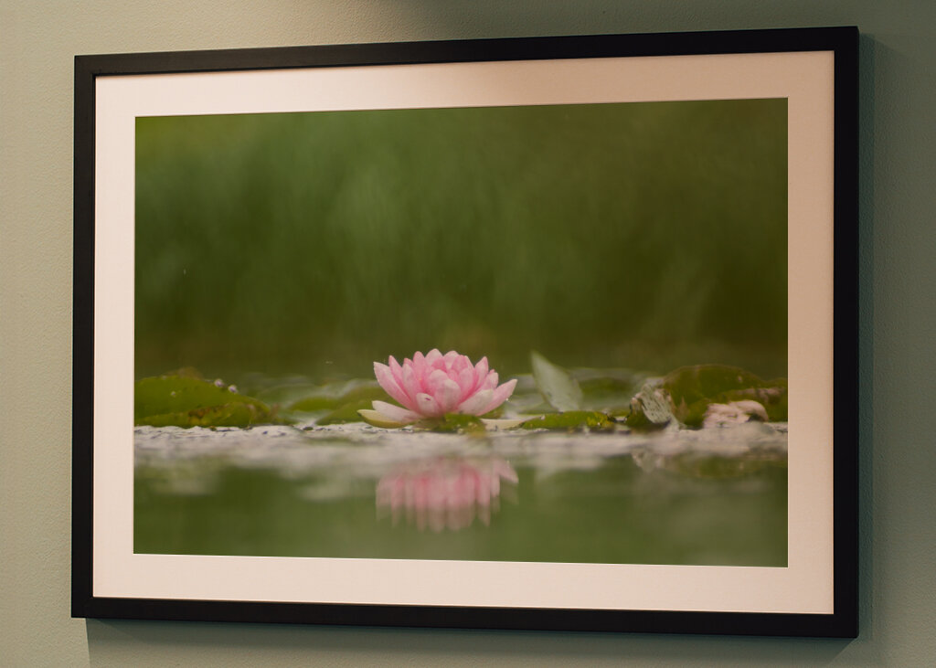 Sereniteit in bloei: de weerspiegeling van een waterlelie