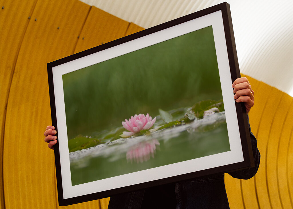 Sereniteit in bloei: de weerspiegeling van een waterlelie