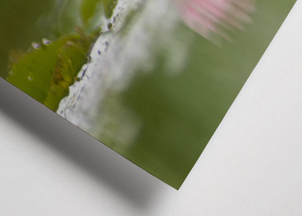 Sereniteit in bloei: de weerspiegeling van een waterlelie