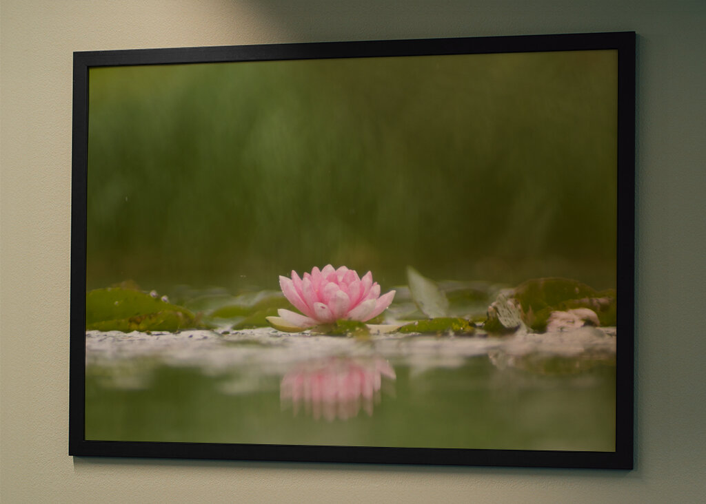 Sereniteit in bloei: de weerspiegeling van een waterlelie