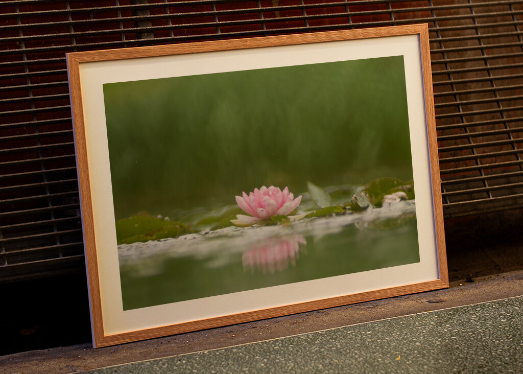 Sereniteit in bloei: de weerspiegeling van een waterlelie