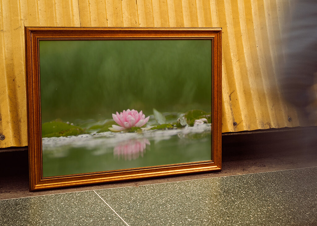 Sereniteit in bloei: de weerspiegeling van een waterlelie