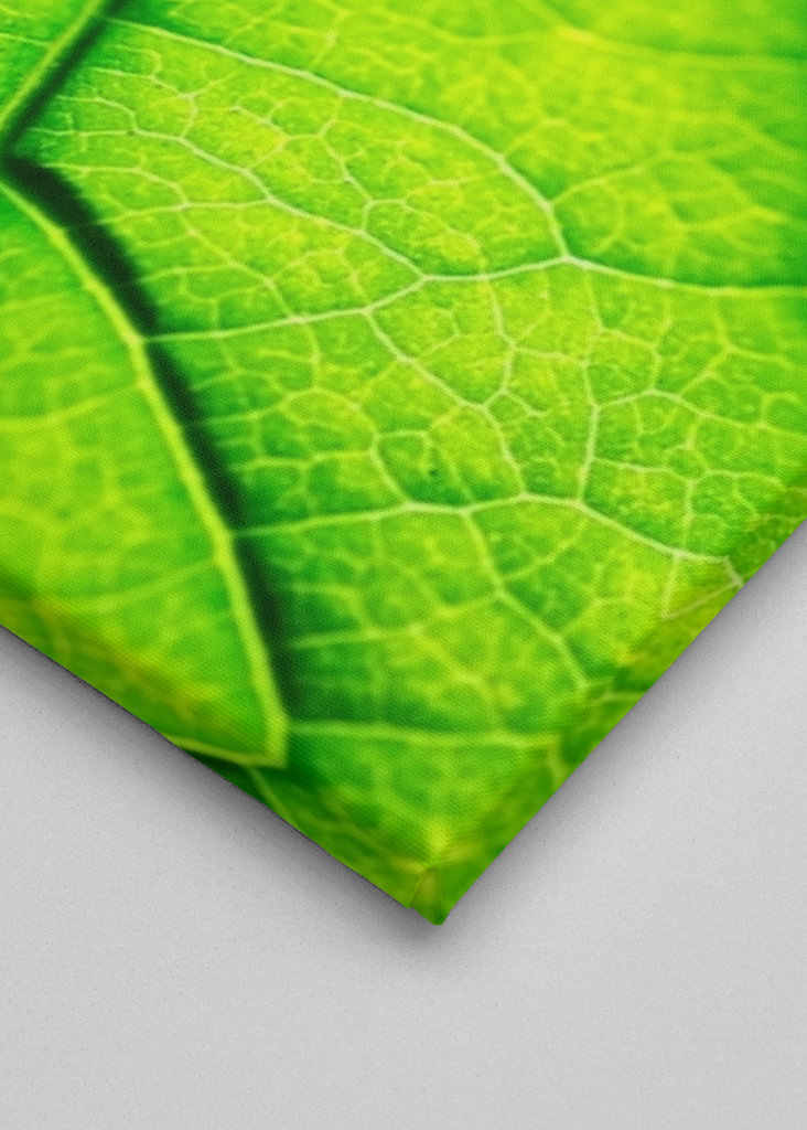 JSEM AVOKÁDO, ABYCH BYL