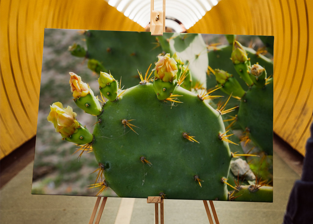 Cactus beauty