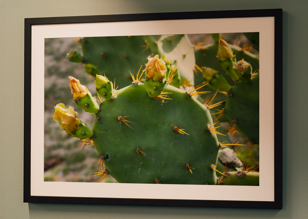 Cactus beauty