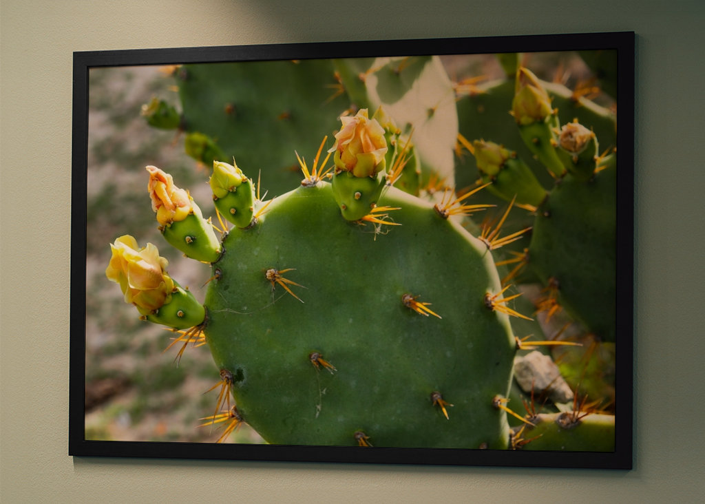 Cactus beauty