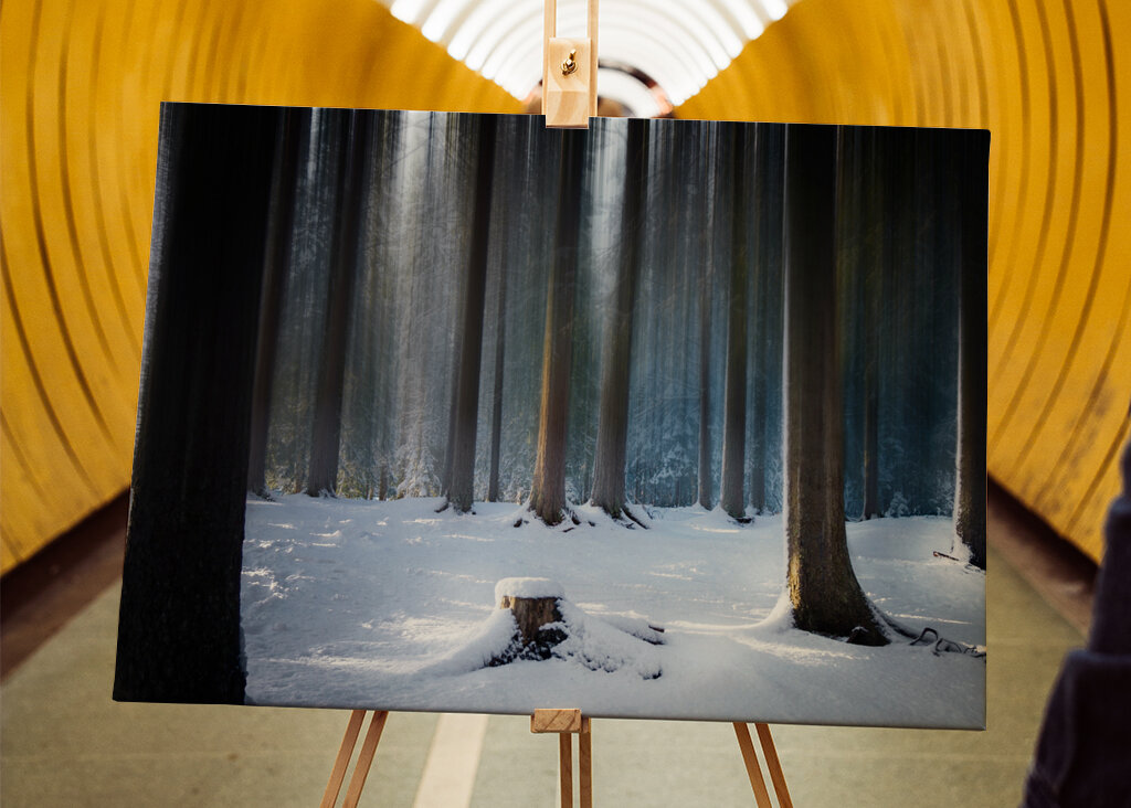 Where the Forest Sleeps