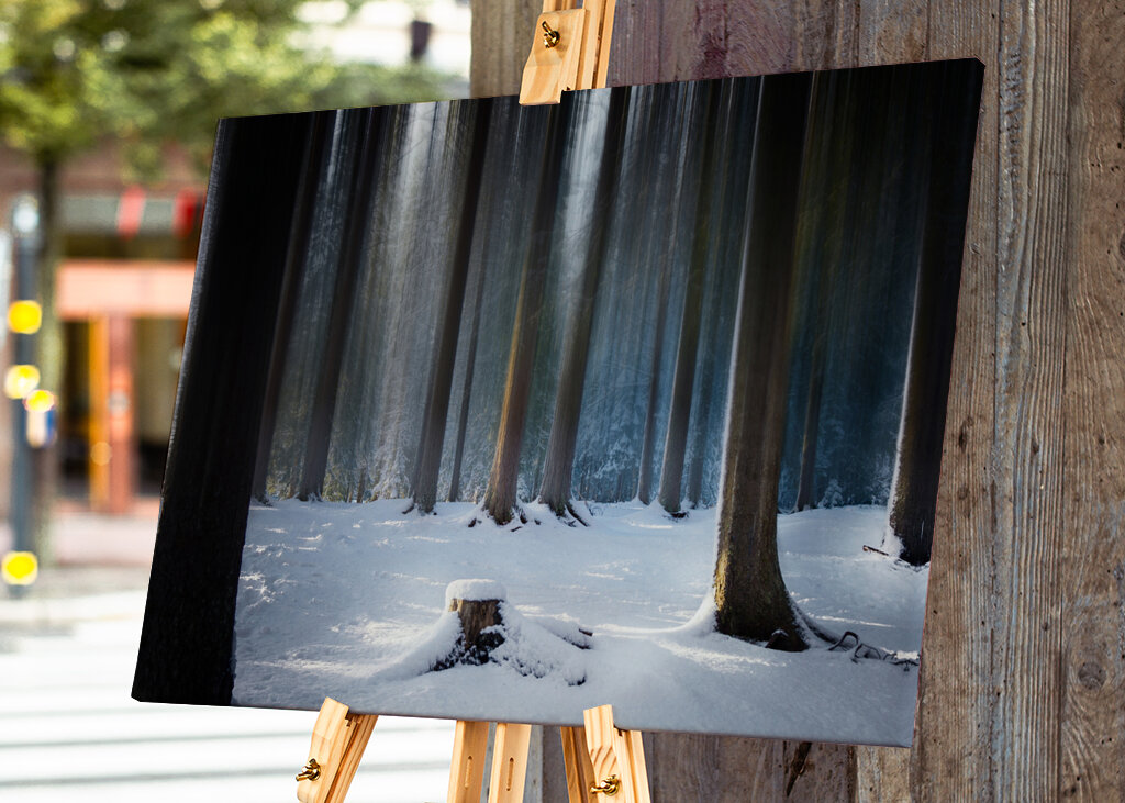 Where the Forest Sleeps