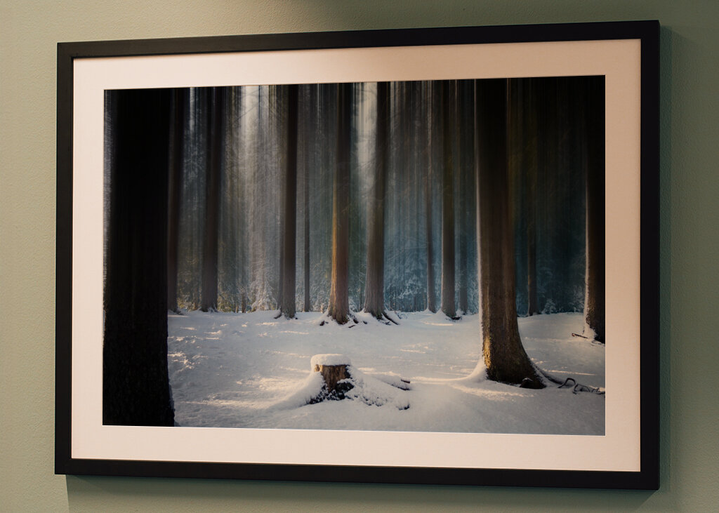 Where the Forest Sleeps