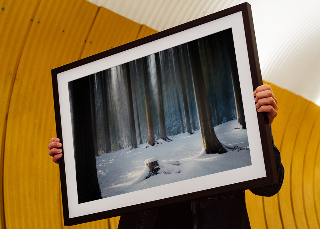 Where the Forest Sleeps