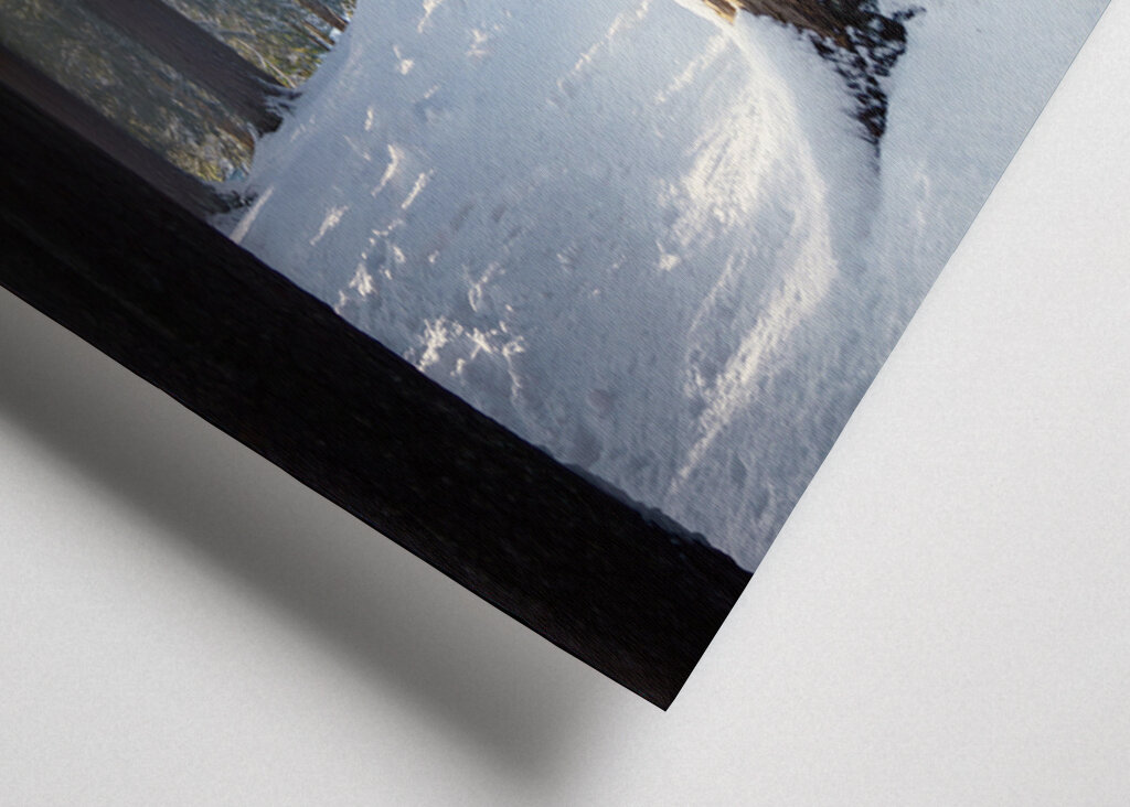 Where the Forest Sleeps