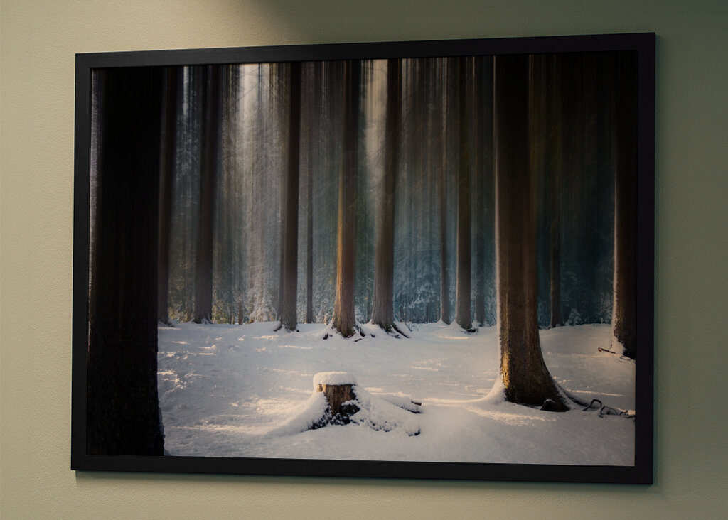 Where the Forest Sleeps