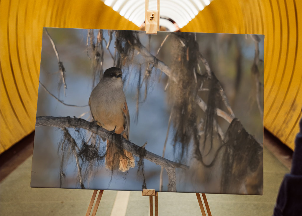 Mésangeai imitateur
