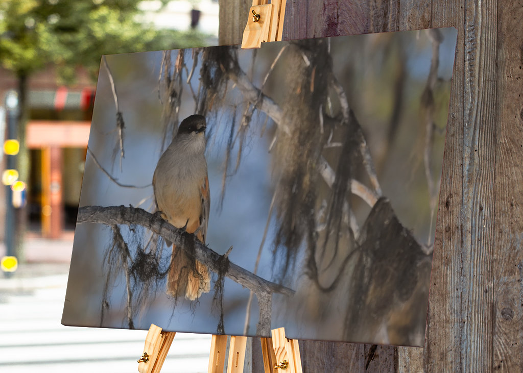 Mésangeai imitateur