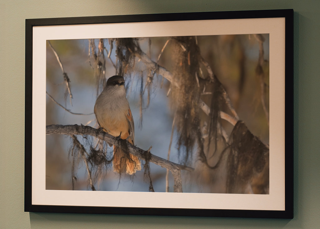 Mésangeai imitateur