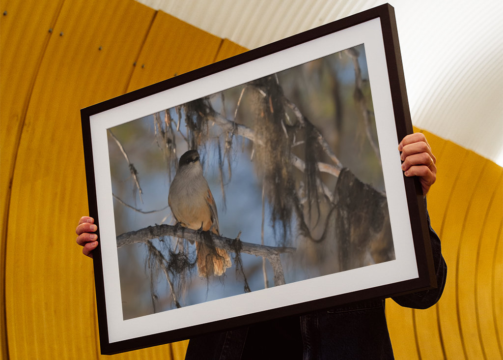 Mésangeai imitateur