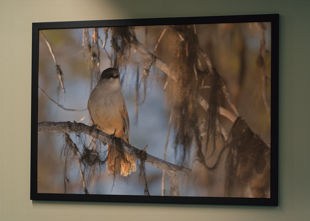 Mésangeai imitateur
