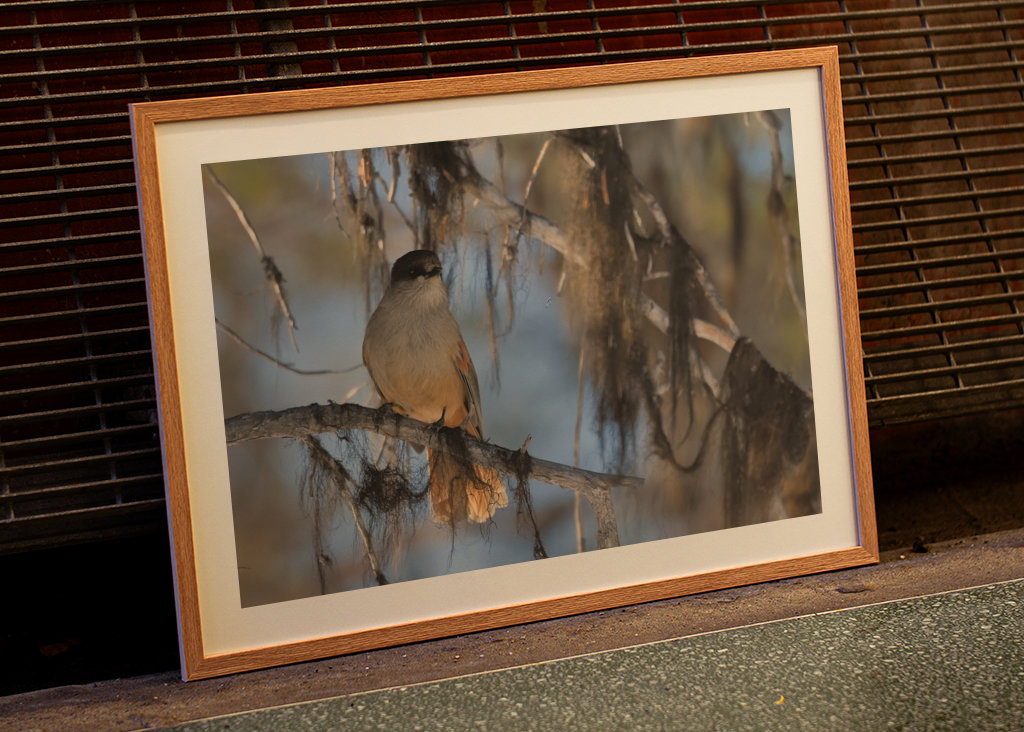 Mésangeai imitateur