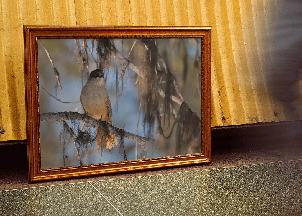 Mésangeai imitateur