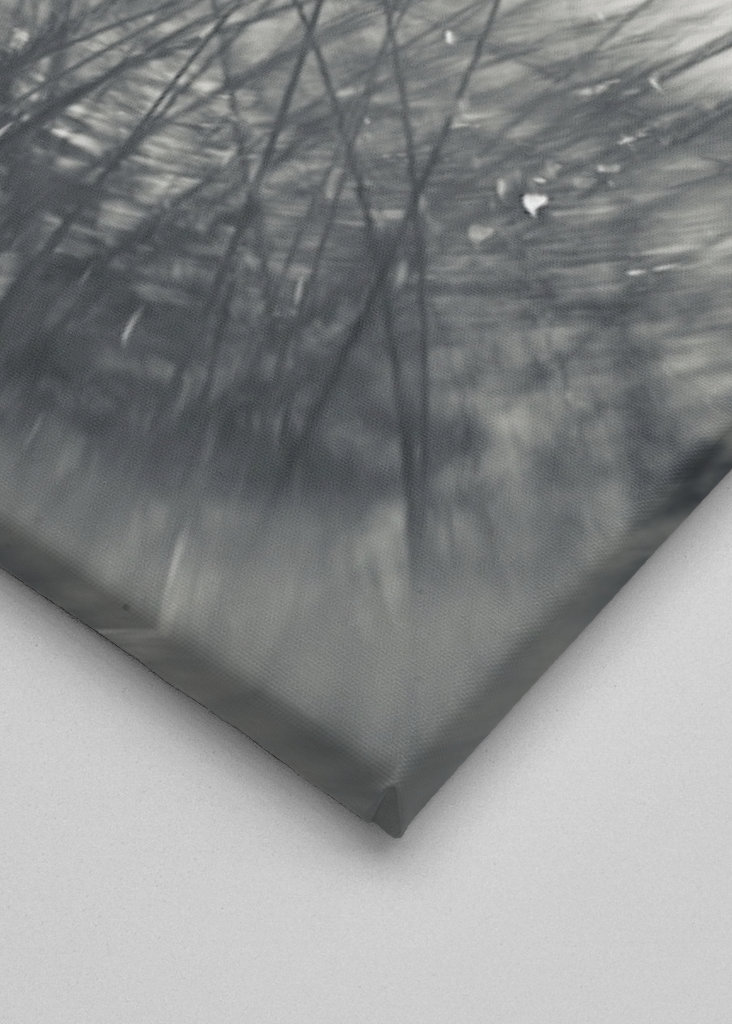 The sunbathing grass..