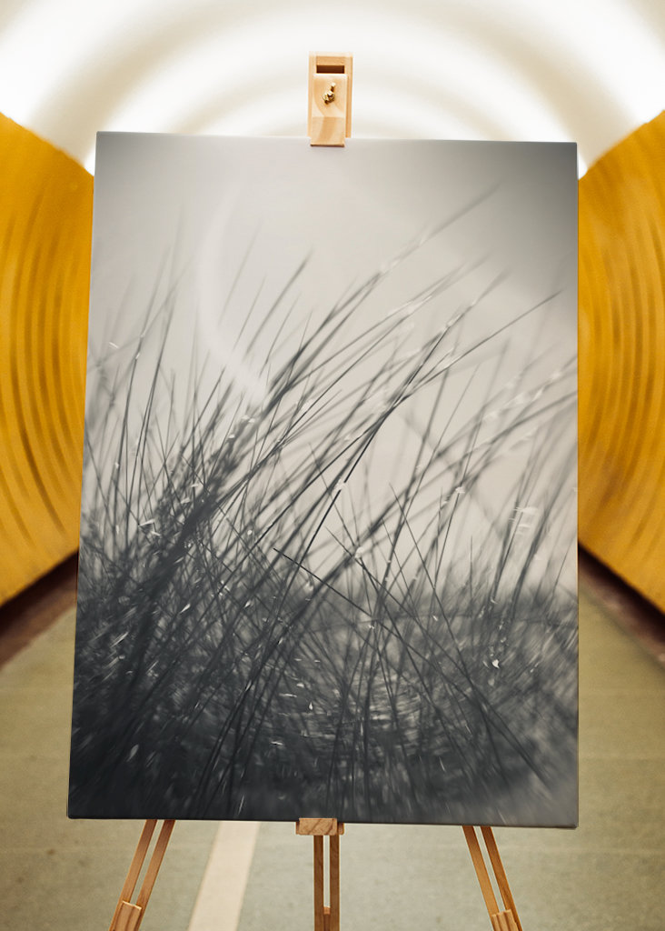 The sunbathing grass..