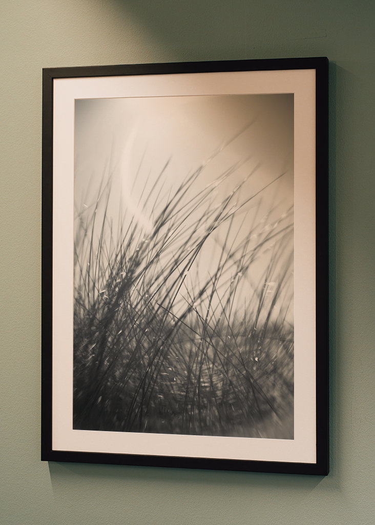 The sunbathing grass..