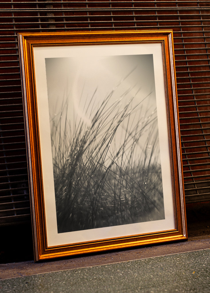 The sunbathing grass..