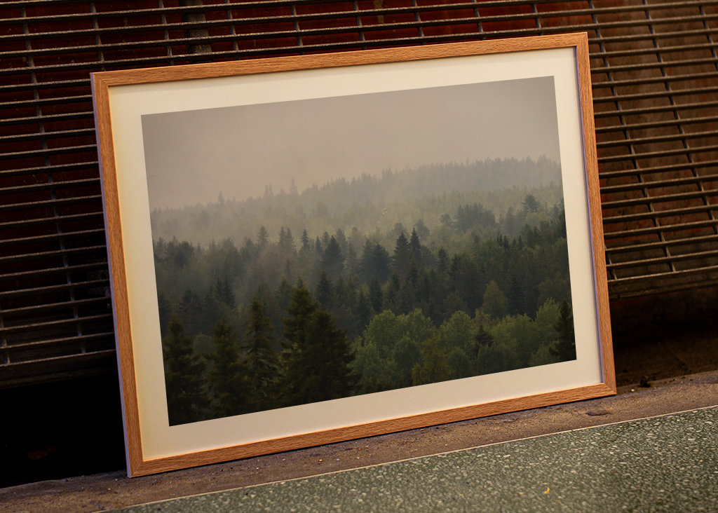 Rain on top of a forest