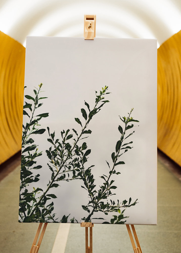 Palmkätzchen in Wind