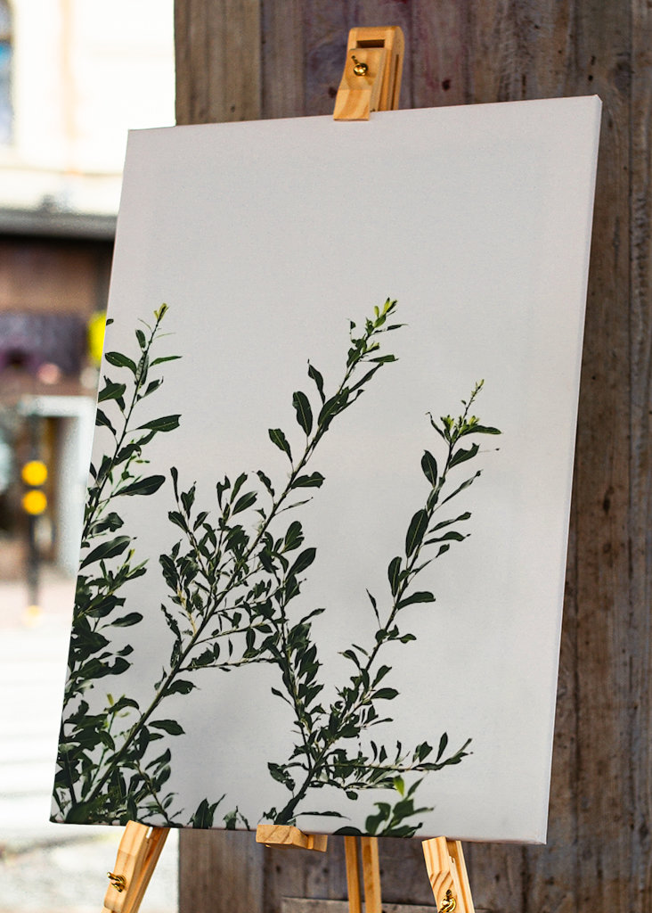 Palmkätzchen in Wind