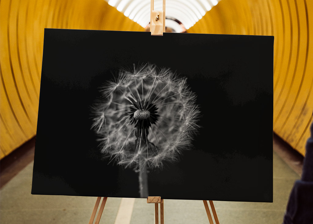 Feu d’artifice noir et blanc