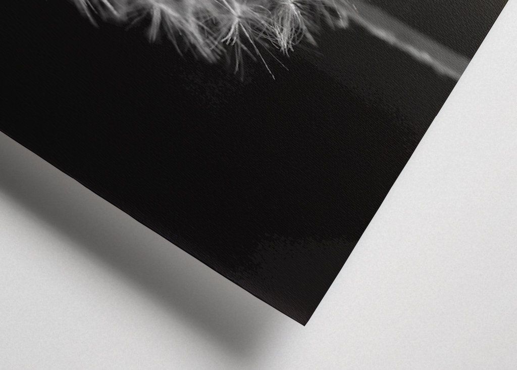 Feu d’artifice noir et blanc