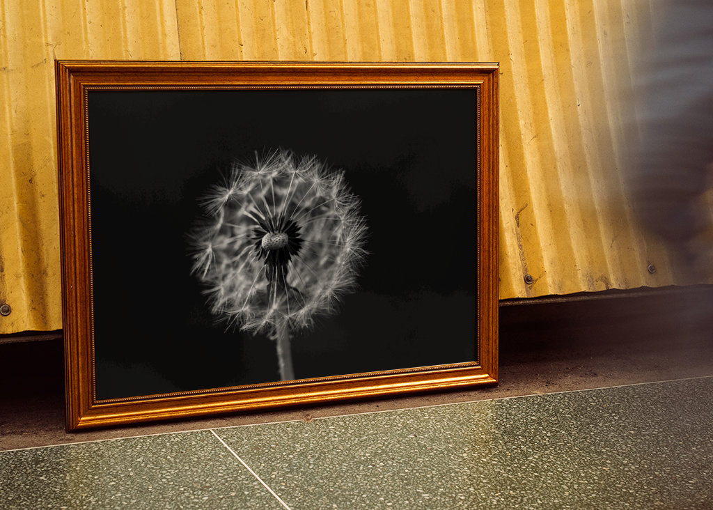 Feu d’artifice noir et blanc