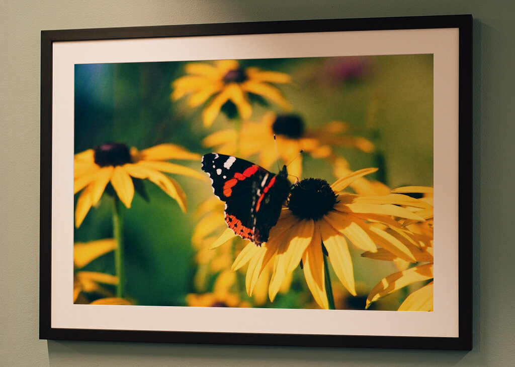 Vad tänker fjärilar på?