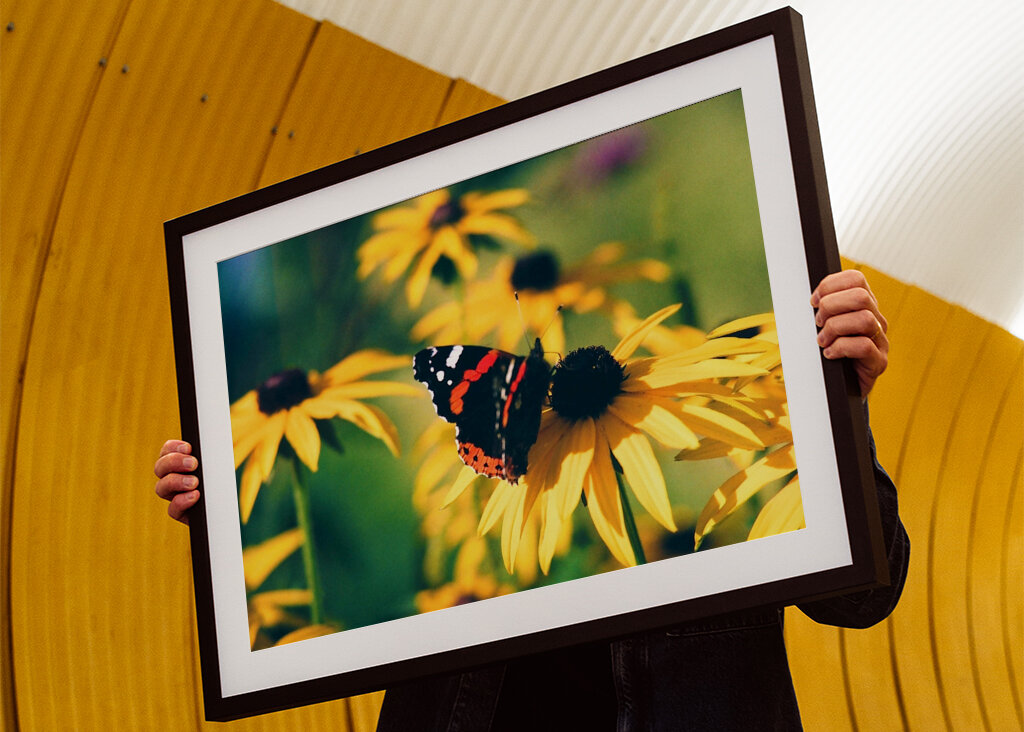 Vad tänker fjärilar på?