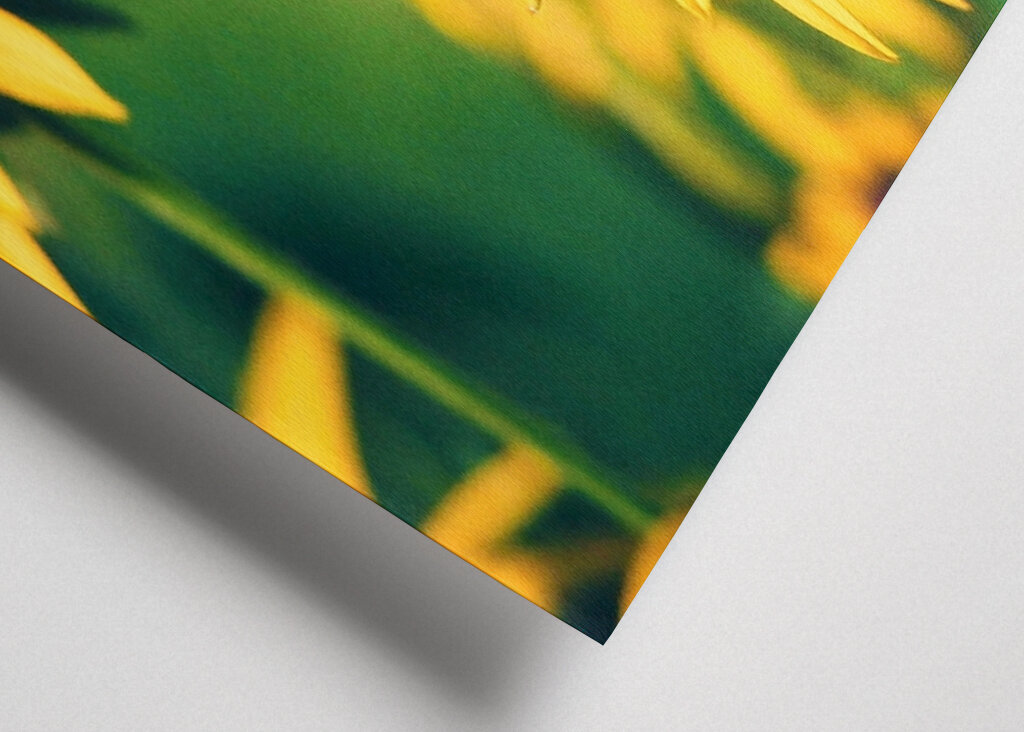 Vad tänker fjärilar på?