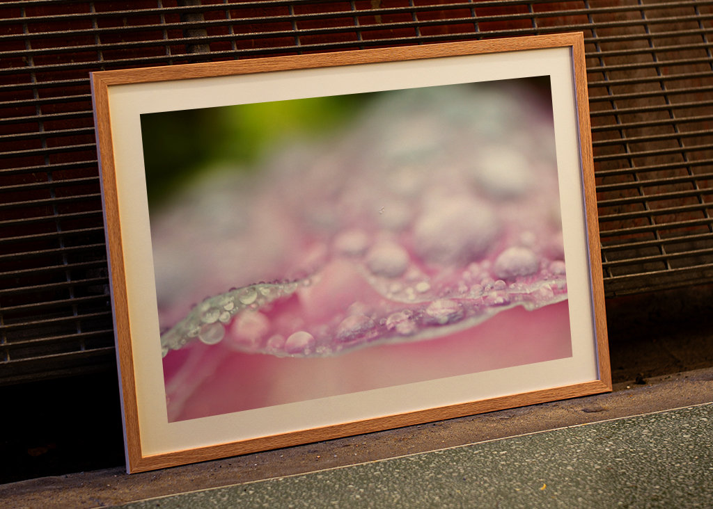 Regndråber på rosenblade