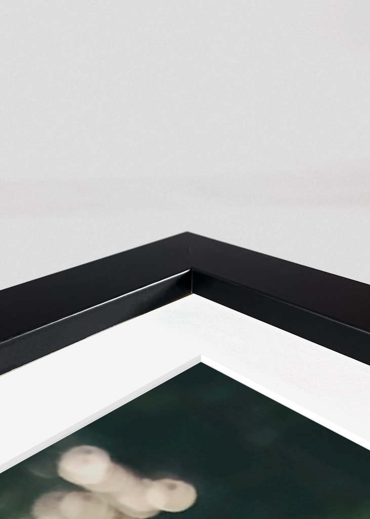 Chanterel en entonnoir