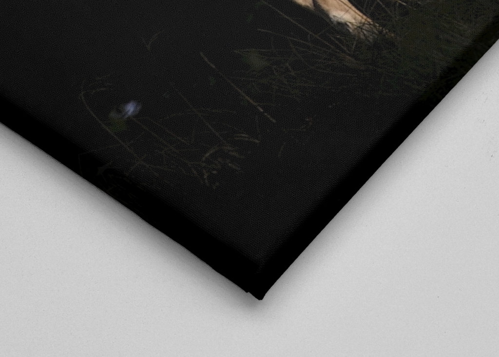 A Fallow Deer in sunset