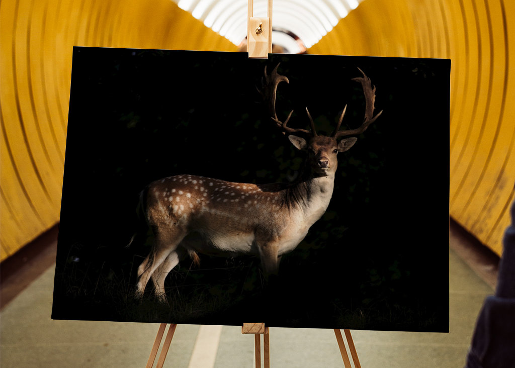 A Fallow Deer in sunset