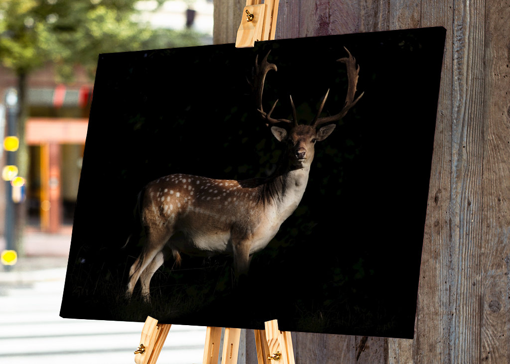 A Fallow Deer in sunset