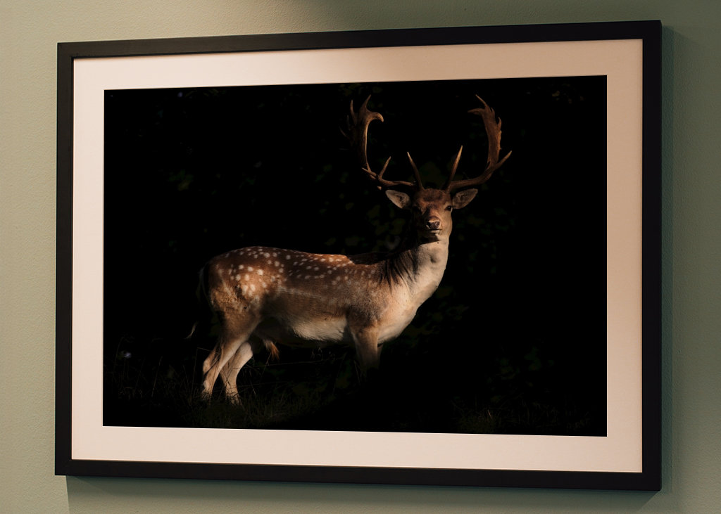 A Fallow Deer in sunset
