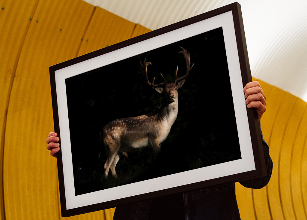 A Fallow Deer in sunset